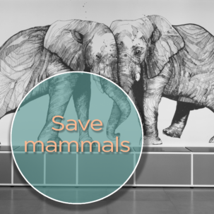 saving big mammals