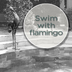 swimming with Flamingo